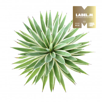 8d5a2c8268634a0288ac20cbe9956e42ca479004 media library original 336 336