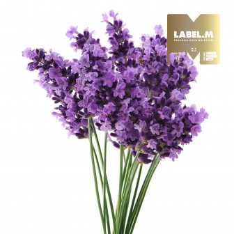 aafb7097e214cd07ee9b4dc8f49b5787e2725a57 media library original 336 336