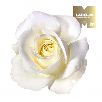 aca74ef4d2e66191dcdd89ac6a2fb95b0108bfa3 media library original 336 336