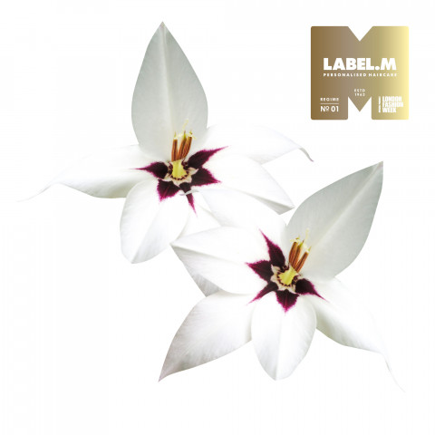 c3ba1c1f08a576d6fdba6727584ea036b7a4f02e media library original 480 480