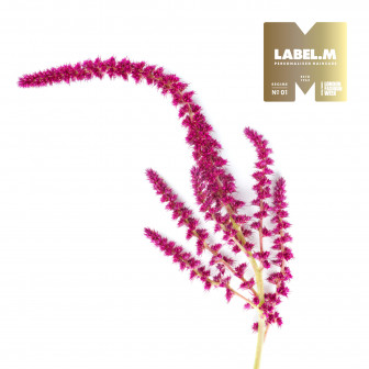 d0ddf92e05b87b9e0d2c05aaa5ef6918a733a48f media library original 336 336